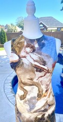 Alice + Olivia Delora Old World Print Jersey Maxi Dress Renaissance Fair NWT 6